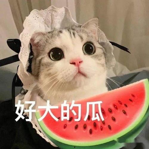 喵星娱乐吃瓜群众是谁啊,揭秘“吃瓜群众”背后的故事