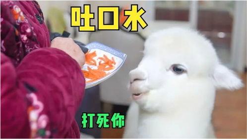 娱乐吃瓜外婆养大的羊羊视频,娱乐吃瓜界的暖心萌宠 第2张 娱乐吃瓜外婆养大的羊羊视频,娱乐吃瓜界的暖心萌宠 第2张