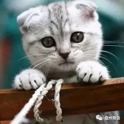 娱乐吃瓜君折耳猫原视频,折耳猫原视频背后的故事  第2张