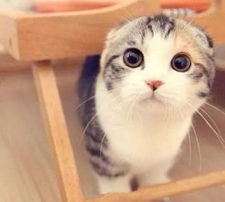 娱乐吃瓜君折耳猫原视频,折耳猫原视频背后的故事  第3张
