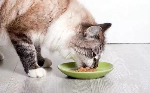 娱乐吃瓜酱小猫咪被吓,揭秘幕后真相  第2张