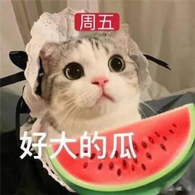 娱乐吃瓜君网红虐猫是谁