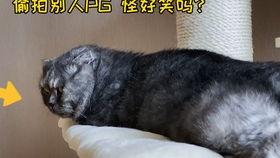 娱乐圈吃瓜猫是谁啊,揭秘神秘“吃瓜猫”的真实身份 第2张 娱乐圈吃瓜猫是谁啊,揭秘神秘“吃瓜猫”的真实身份 第2张