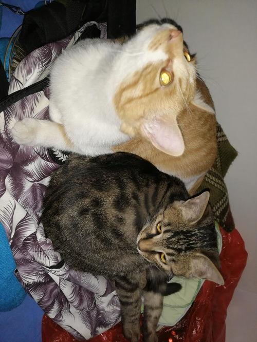 娱乐圈吃瓜猫是谁啊,揭秘神秘“吃瓜猫”的真实身份 第3张 娱乐圈吃瓜猫是谁啊,揭秘神秘“吃瓜猫”的真实身份 第3张