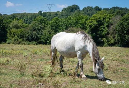 喂驴打一嘴巴子吃瓜娱乐,一场意外的网络狂欢  第2张